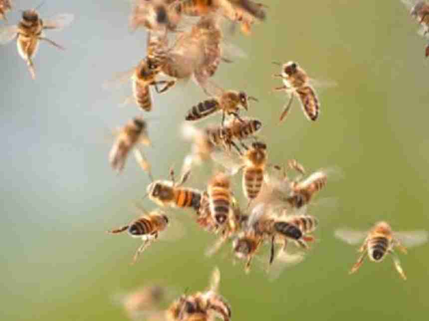 वेल्हे तालुक्यात उन्हाळी शिबिरासाठी आलेल्या 200 जणांवर मधमाशांचा हल्ला