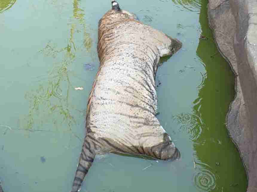 गुगमाल राष्ट्रीय उद्यानात डोहात बुडून वाघाचा मृत्यू
