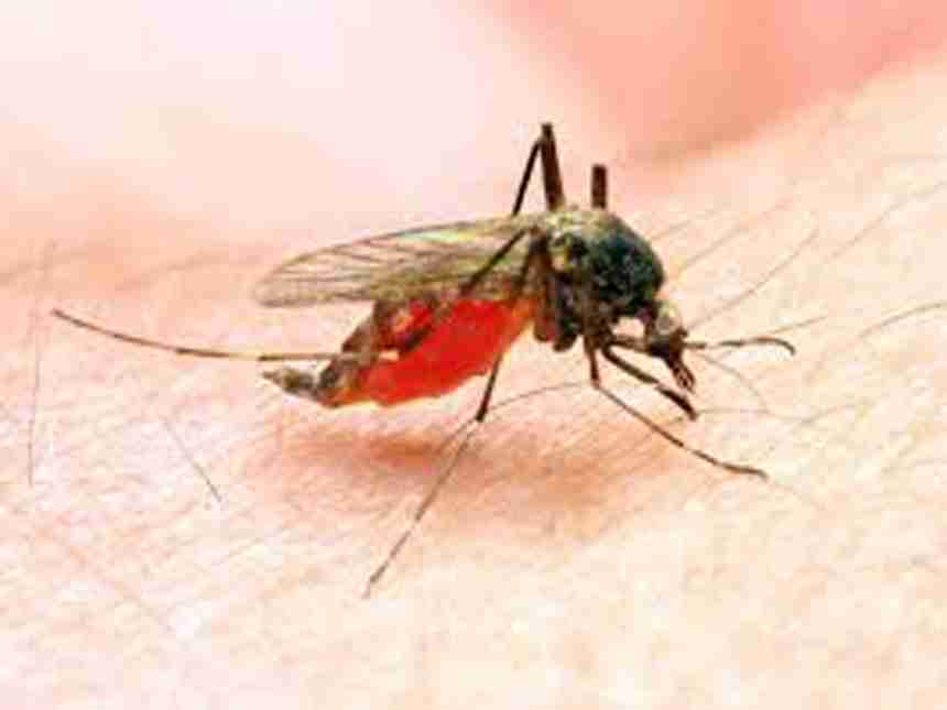 मलेरिया होण्याची कारणे, लक्षणे आणि त्यापासून वाचण्याचे उपाय