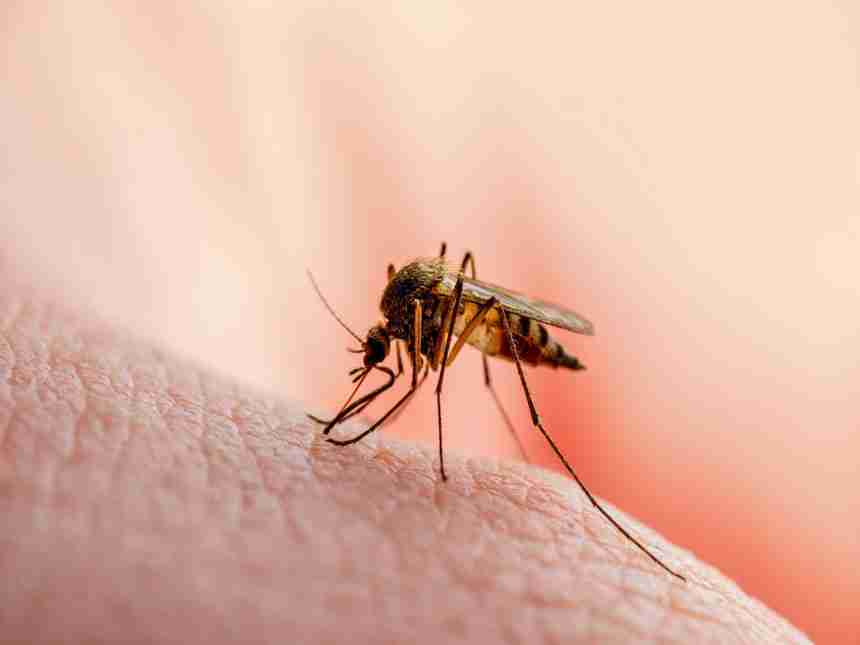 डेंग्यू, चिकनगुनियाच्या रुग्णांमध्ये वाढ