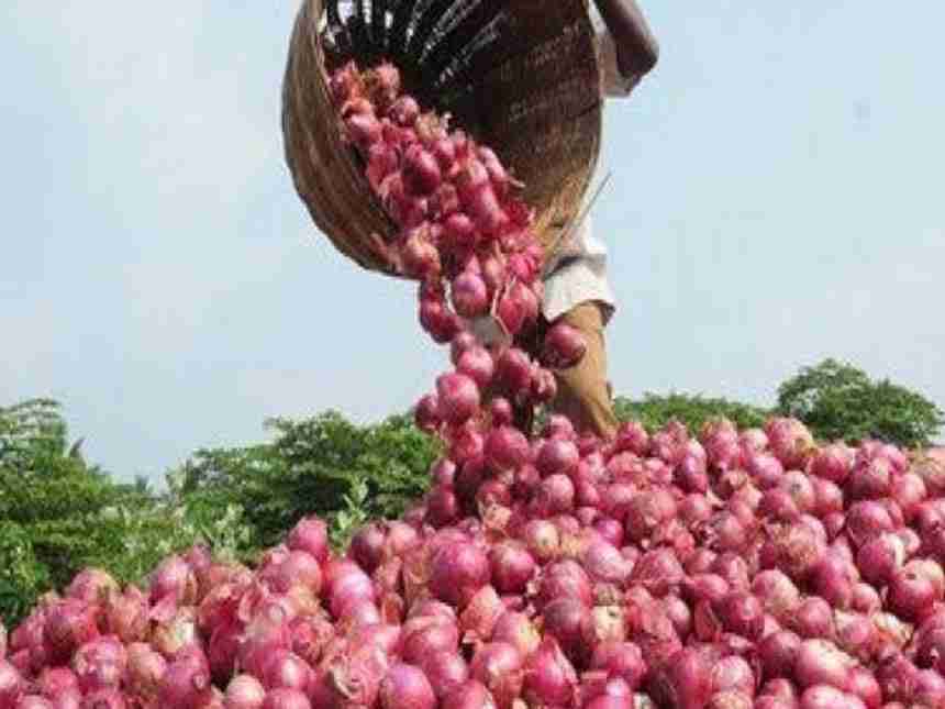 Onion crop worth Rs 30,000 stolen from farmer's field in Madhya Pradesh