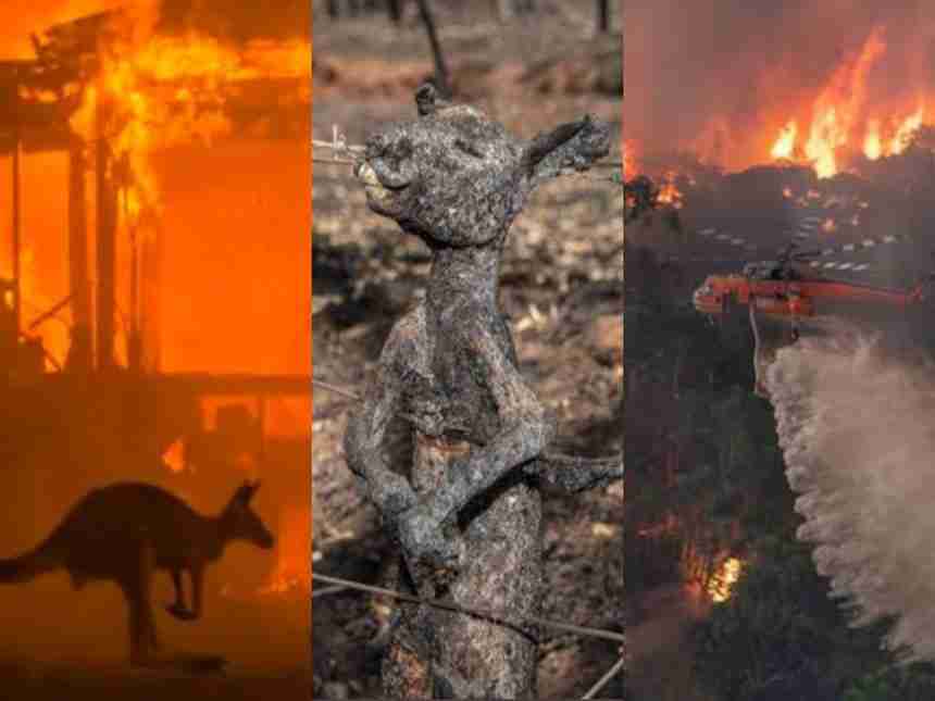 ऑस्ट्रेलियात भीषण आग; ५० कोटी प्राण्यांचा होरपळून मृत्यू