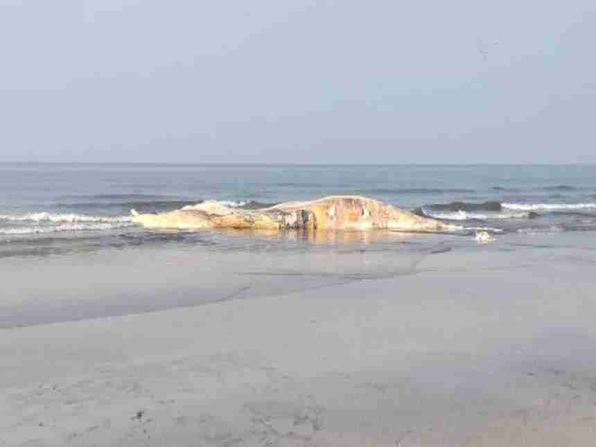 मुरुड समुद्रकिनार्‍यावर आढळला मृत ब्ल्यु व्हेल मासा